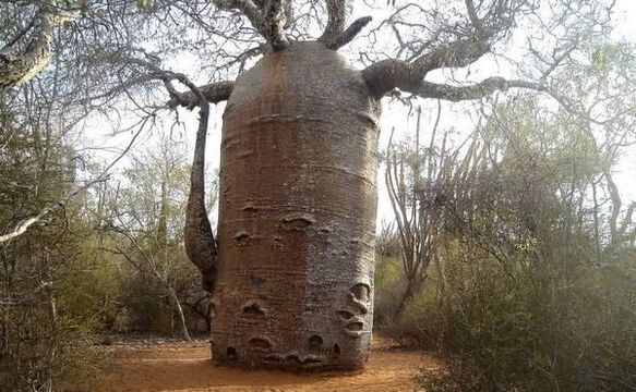 Thick trunk, imitating increased penis thickness